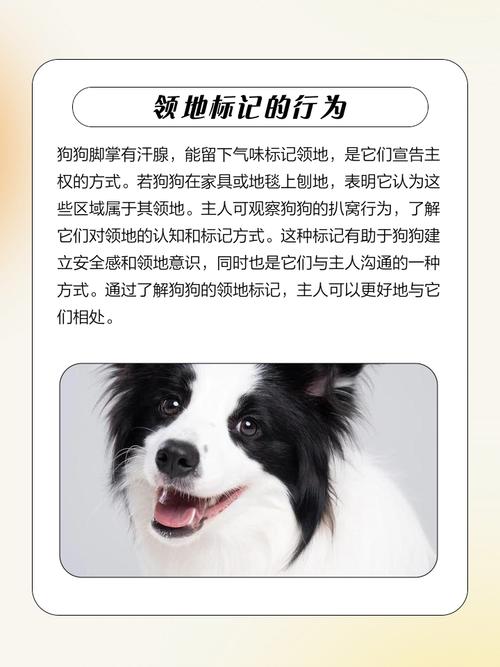 狗狗一直刨窝哼哼唧唧是怎么回事