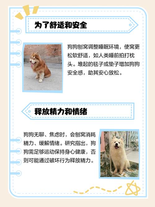 狗狗一直刨窝是为什么