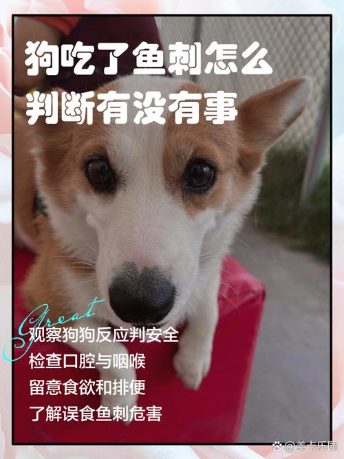 狗狗吃了鱼刺怎么办