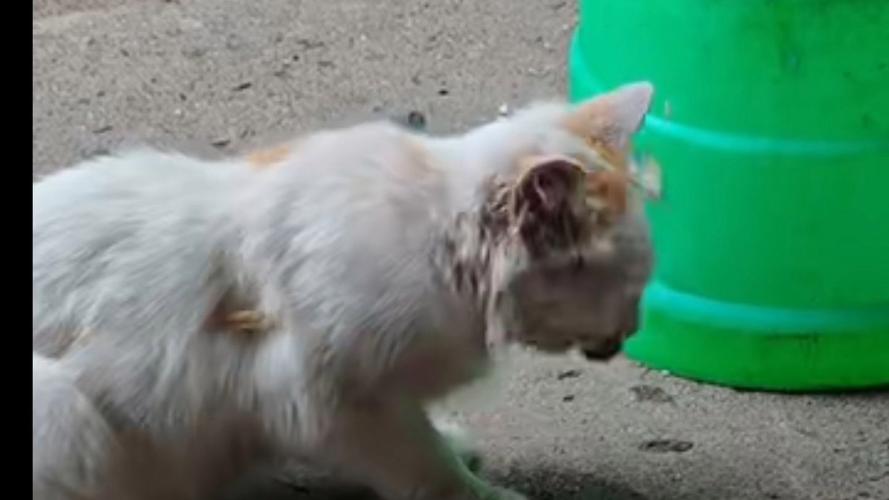 狗吃了鱼刺不吃东西怎么办