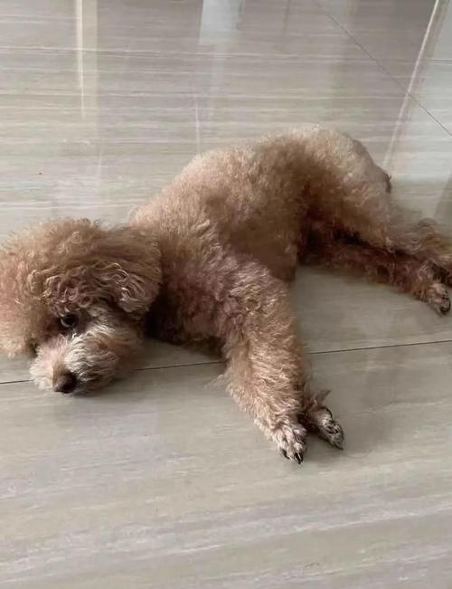 狗狗贫血有什么症状表现