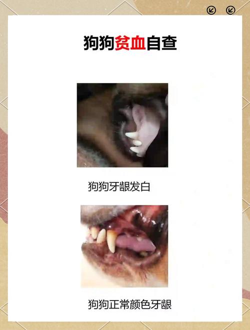 狗狗贫血的症状表现
