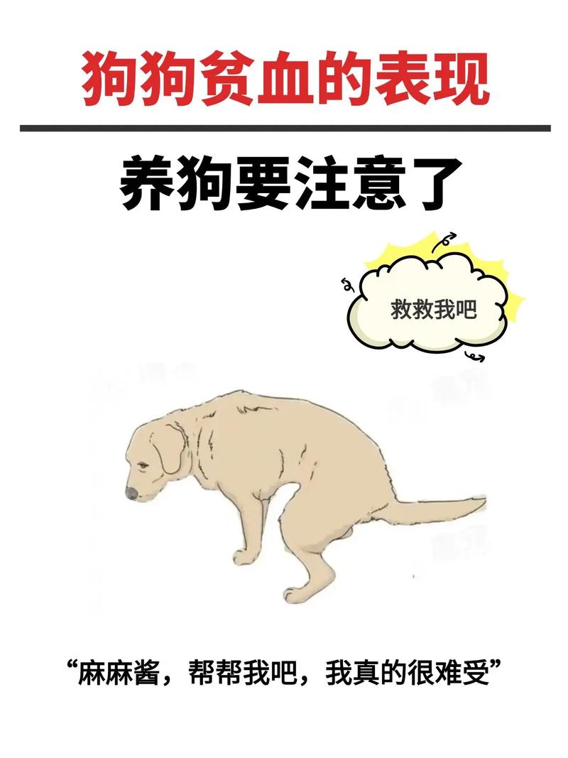 狗狗贫血死亡之前征兆