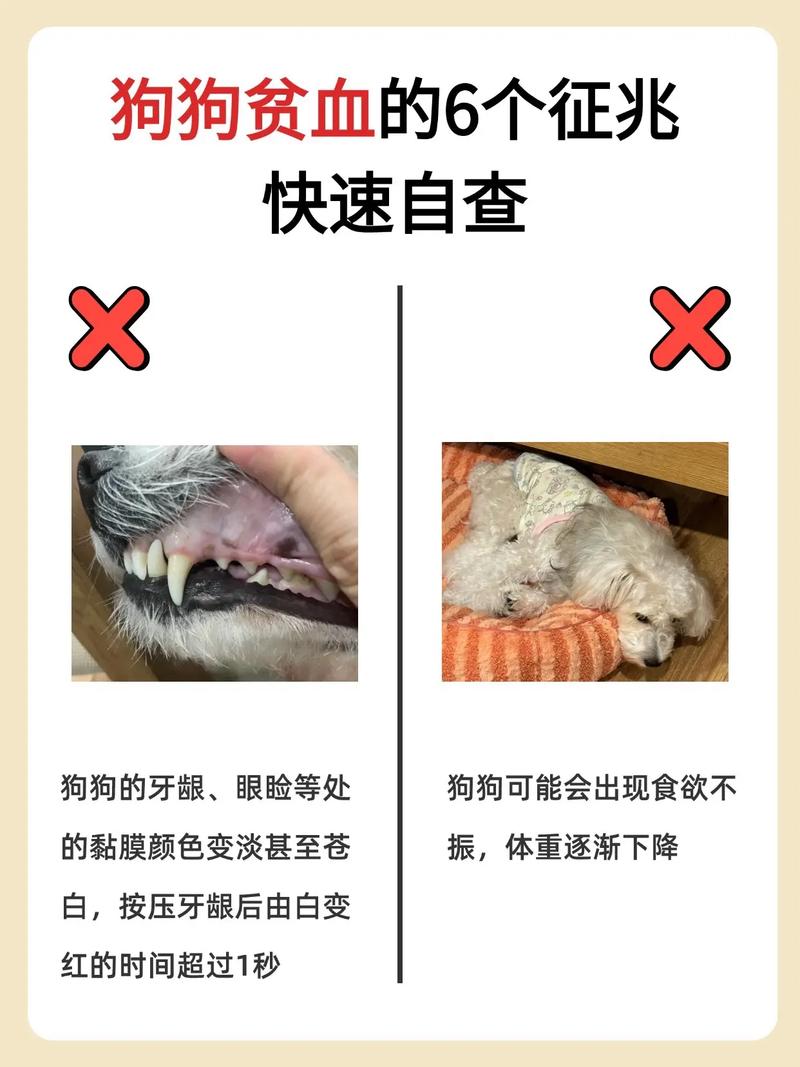 狗狗贫血有什么症状