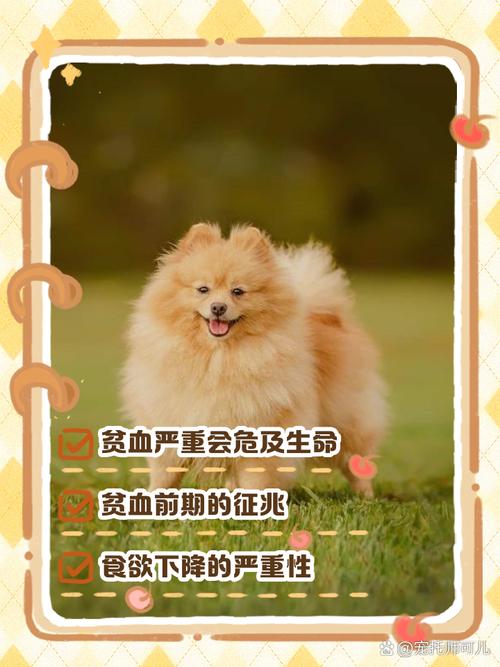 狗狗贫血有什么症状,怎样补血最快