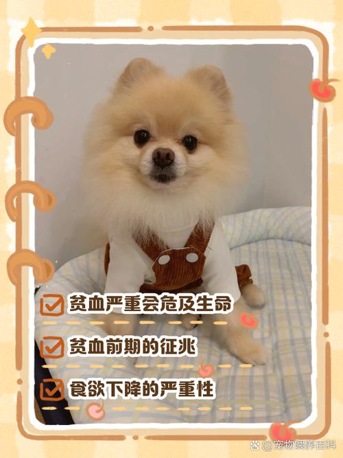 小狗狗贫血有什么症状