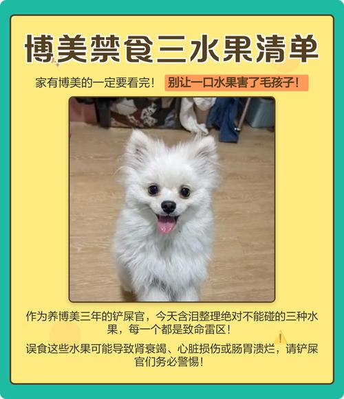 博美不能吃什么水果