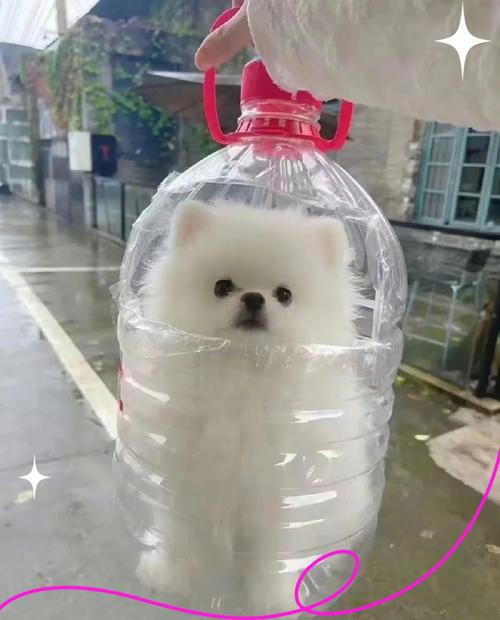 博美狗狗不可以吃什么水果