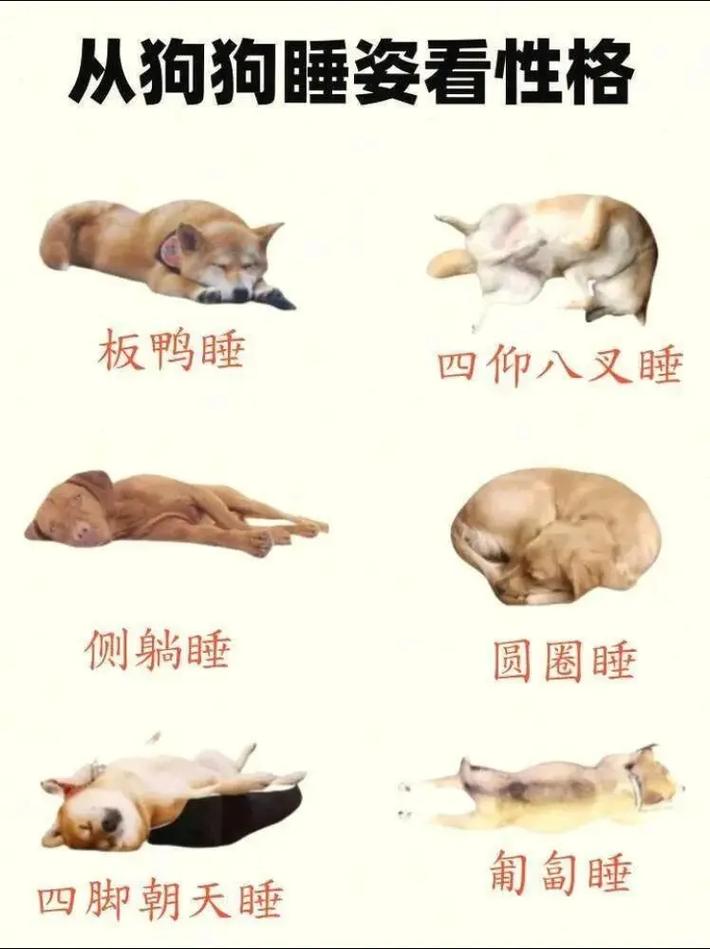 狗狗不舒服表现的睡姿