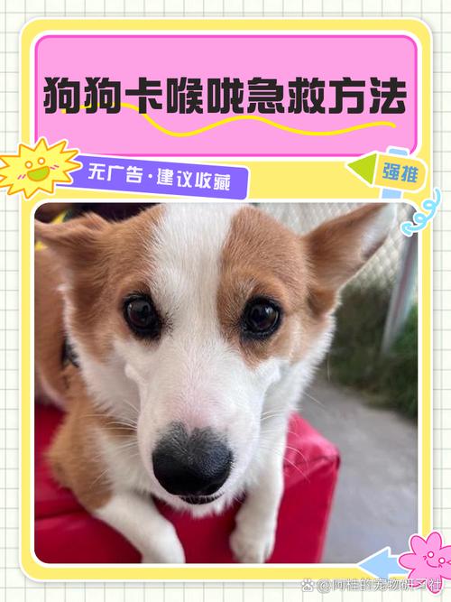 狗狗干3天卡喉咙怎么办啊