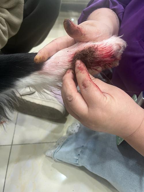 狗狗内出血可以用云南白药吗?