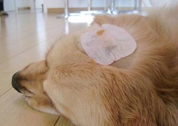 狗狗外伤能用云南白药吗