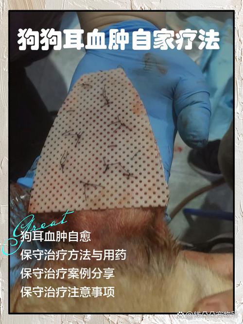 狗狗耳血肿喷云南白药管用吗