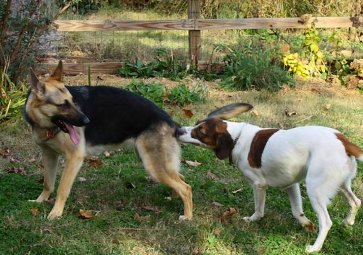 母狗发情期的症状,母狗发情的护理方式