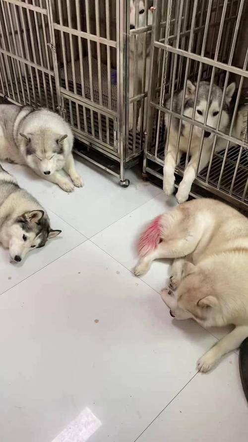 狗狗发情期是在月经之后吗