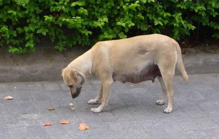 狗狗发情是什么样的