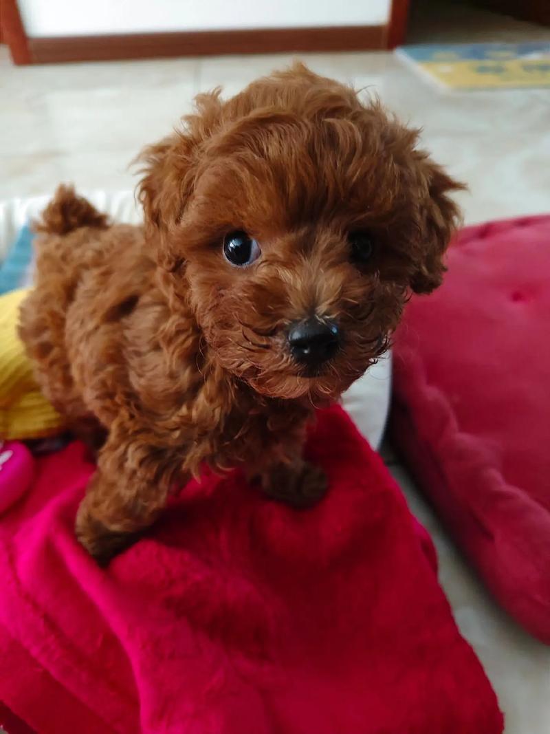 狗狗可以吃猪骨头吗