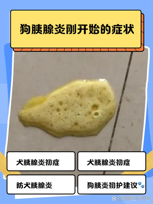 我家狗狗医生说得胰腺炎输液四天了一点好转没有,现在四肢无力站不起来...