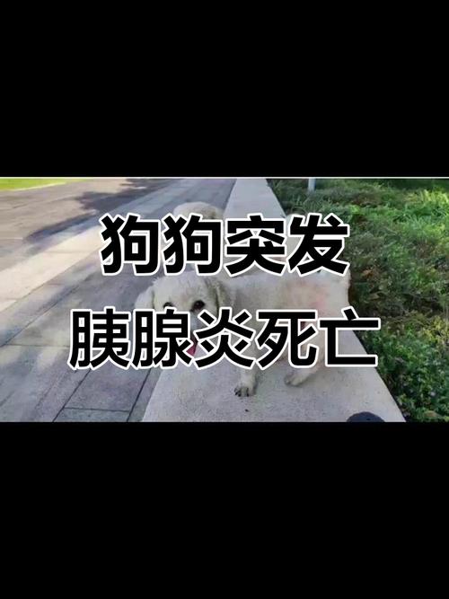 狗狗胰腺炎三天就痊愈了