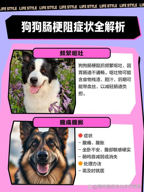 狗狗肠梗阻的症状及治疗