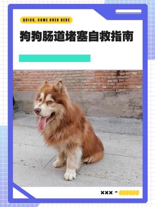 狗狗肠梗阻怎么自愈