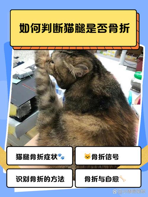 怎么区分猫咪是腿脱臼了还是骨折了?