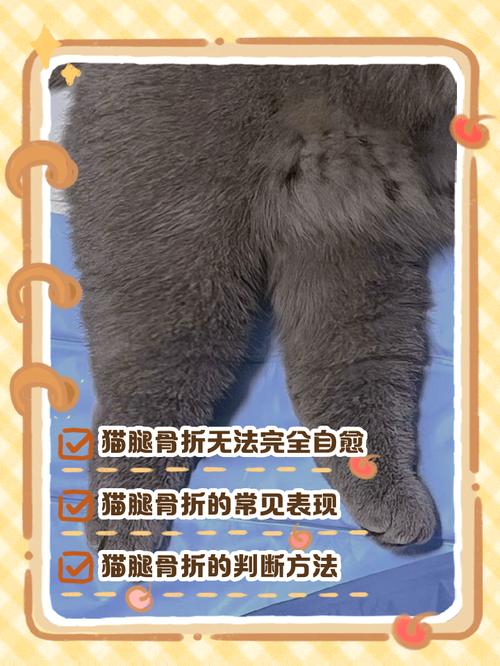猫后腿脱臼症状