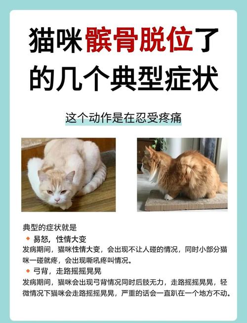 猫关节脱臼是什么症状