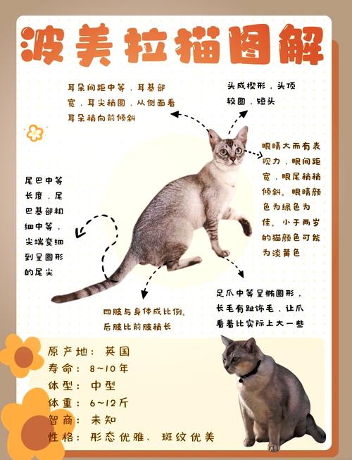 波米拉猫亲近人会有哪些行为?