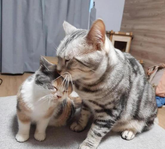 猫亲近人的表现