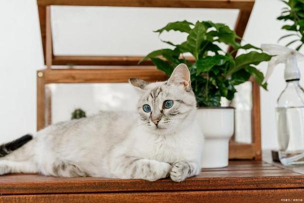 猫咪“喜欢你”会有这7种表现,很多人都不知道!