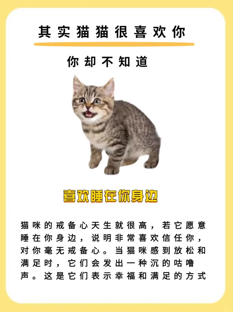 猫亲近人有什么表现