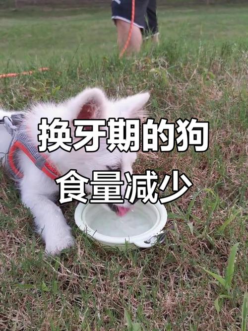 狗狗换牙期间食欲不好正常吗?