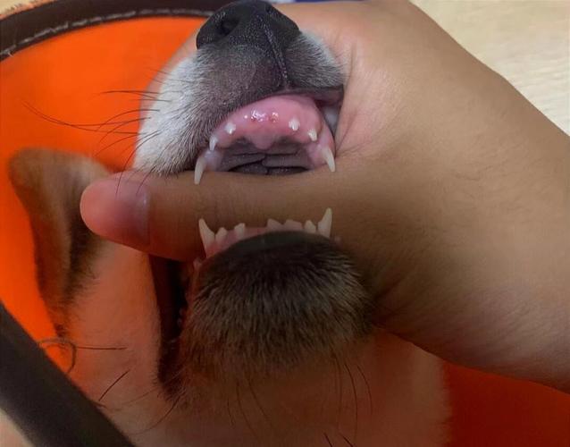 狗狗换牙期间该怎么喂食?