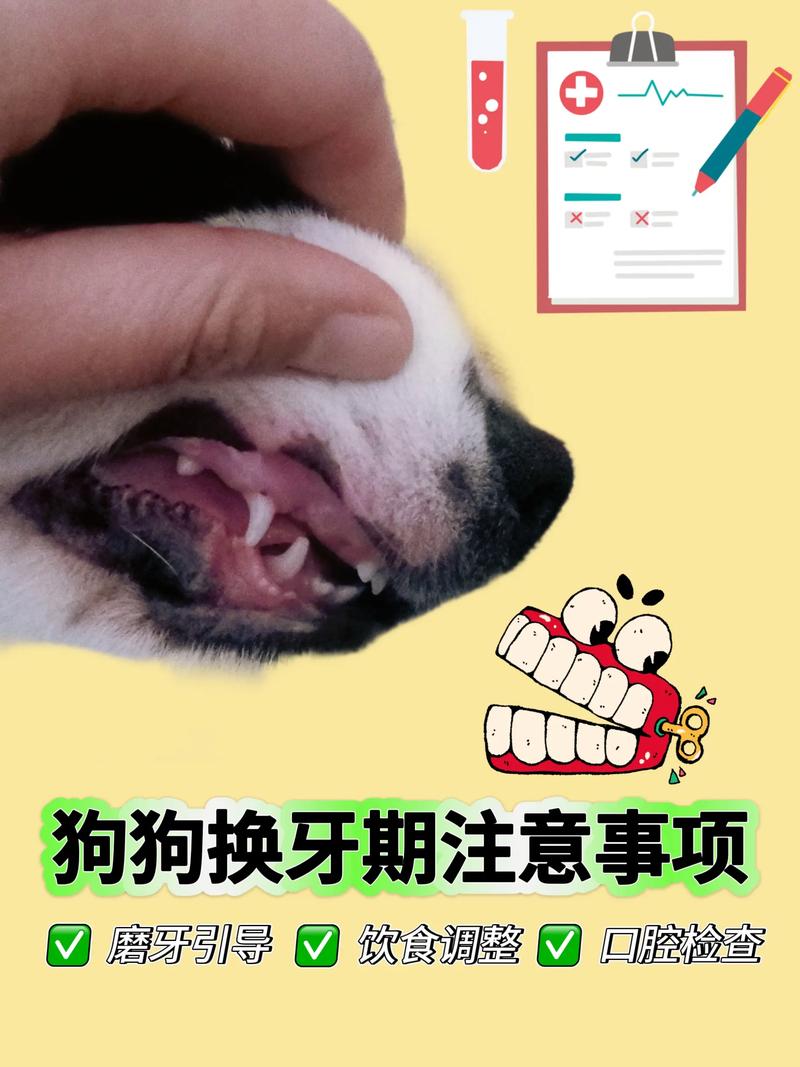 狗狗换牙期间要怎么喂?