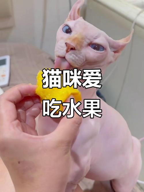 猫咪能不能吃桃子罐头