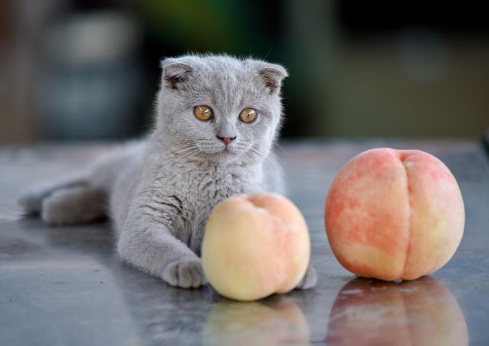 三个月的猫可以吃桃子吗-猫咪吃桃子皮会怎样