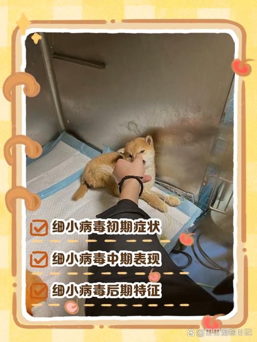 狗狗细小1到7天症状