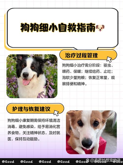 狗狗得了细小快死的征兆