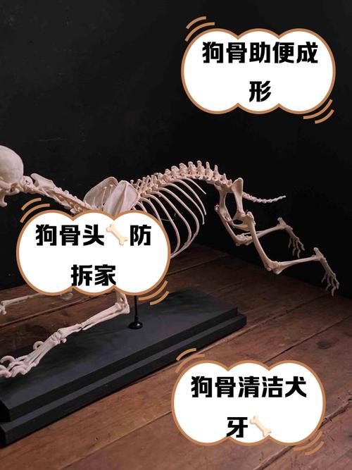 狗狗多少个月可以吃骨头