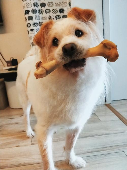 狗狗可以吃什么骨头