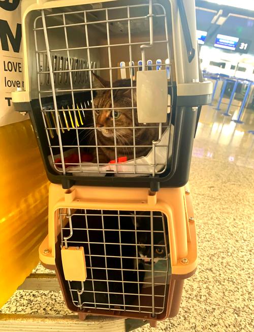 东航猫咪托运航空箱标准