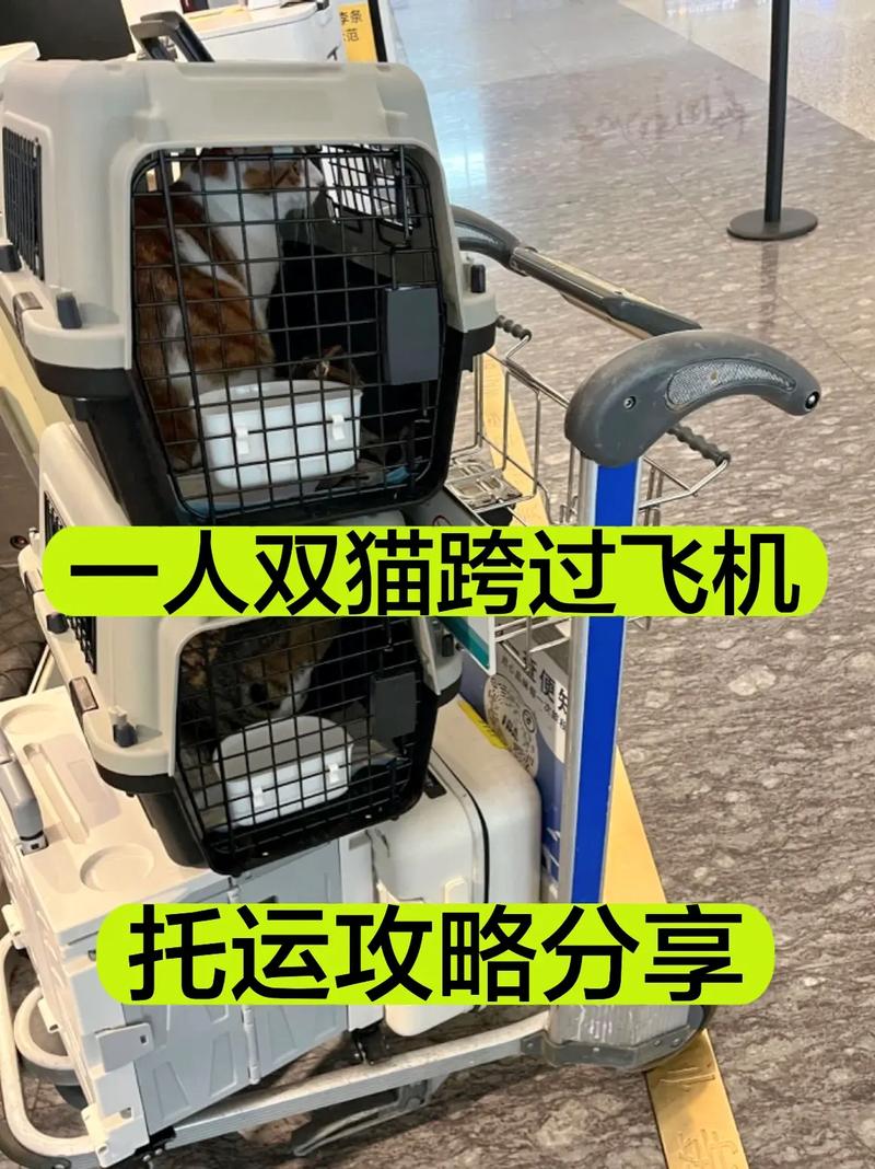 一个人能带两只猫上飞机吗现在