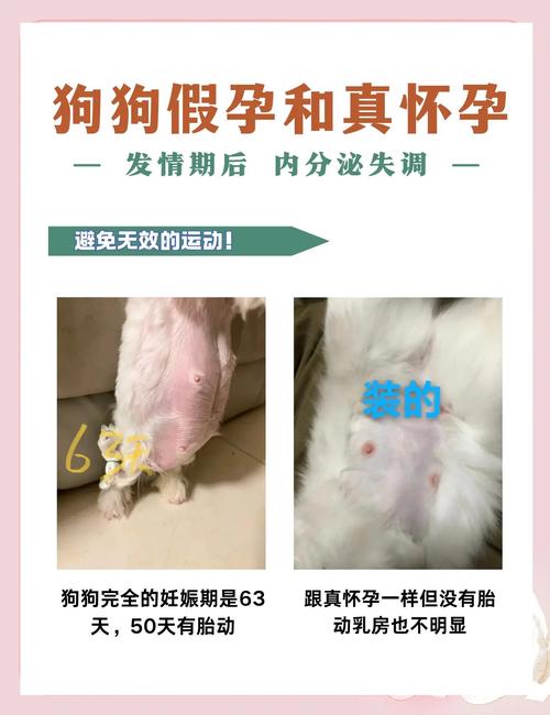 怎么判断狗狗怀孕了