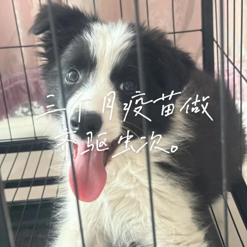 去狗场买的边牧说有3个月疫苗打齐了,前几天生病了去医院,医生说比较多2...