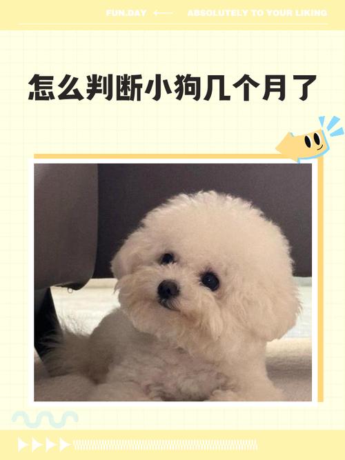 狗狗几个月牙齿长全