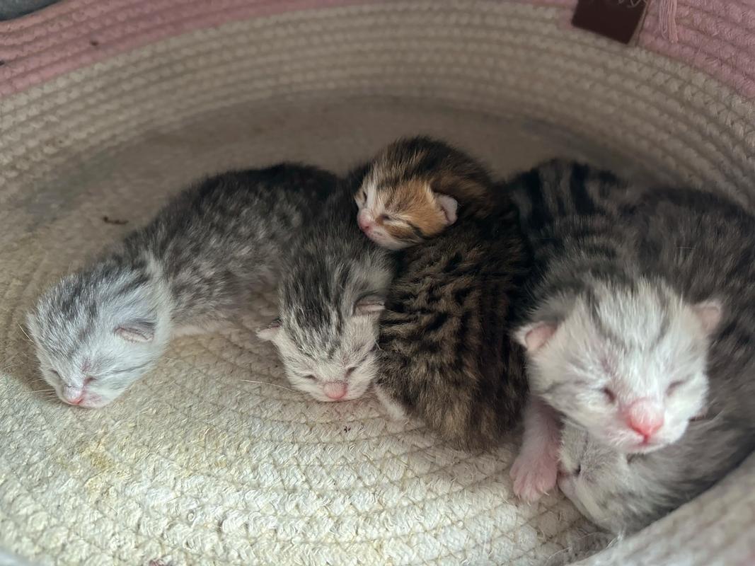 小猫出生没满一个星期就睁眼怎么回事