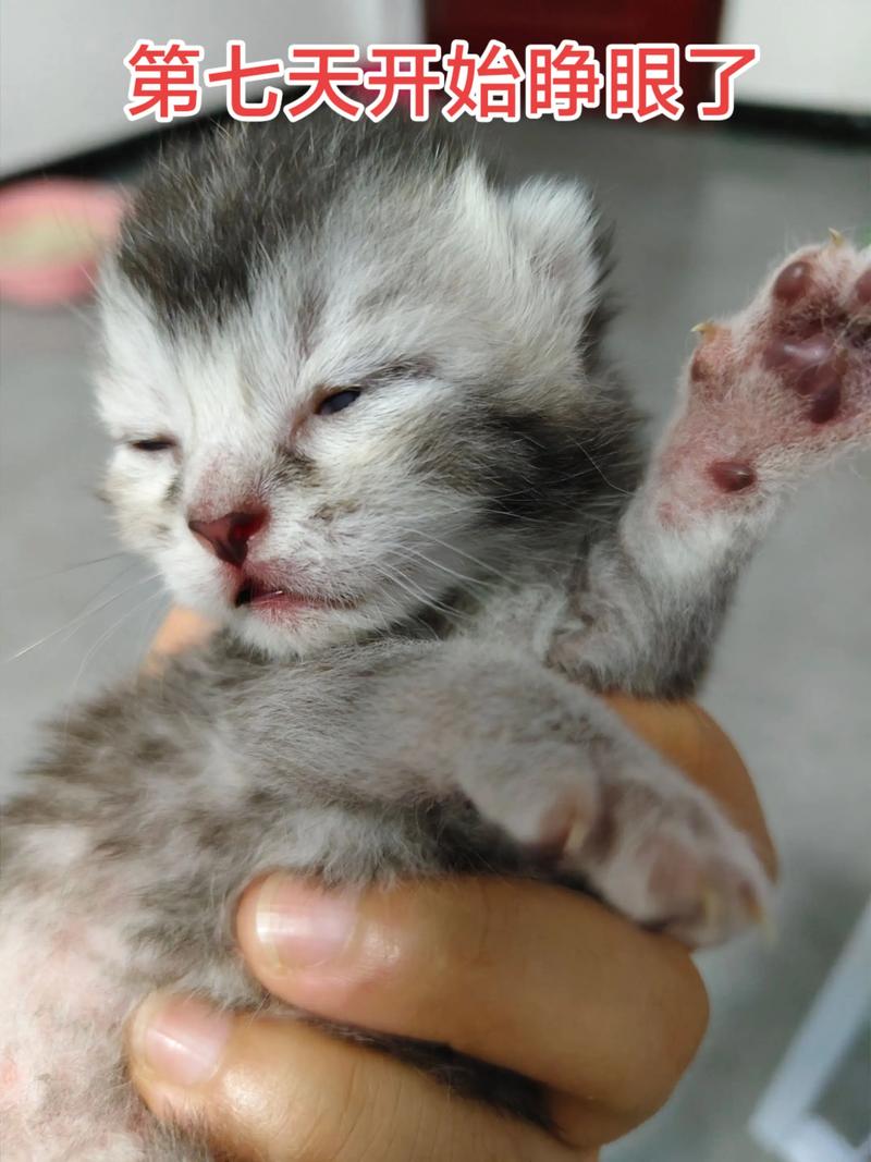 猫咪几天睁开眼睛