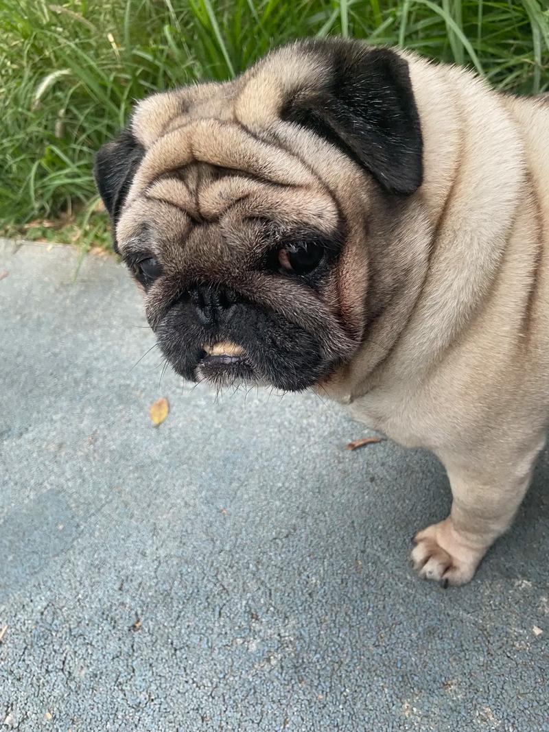 胖胖的狗狗叫什么名字