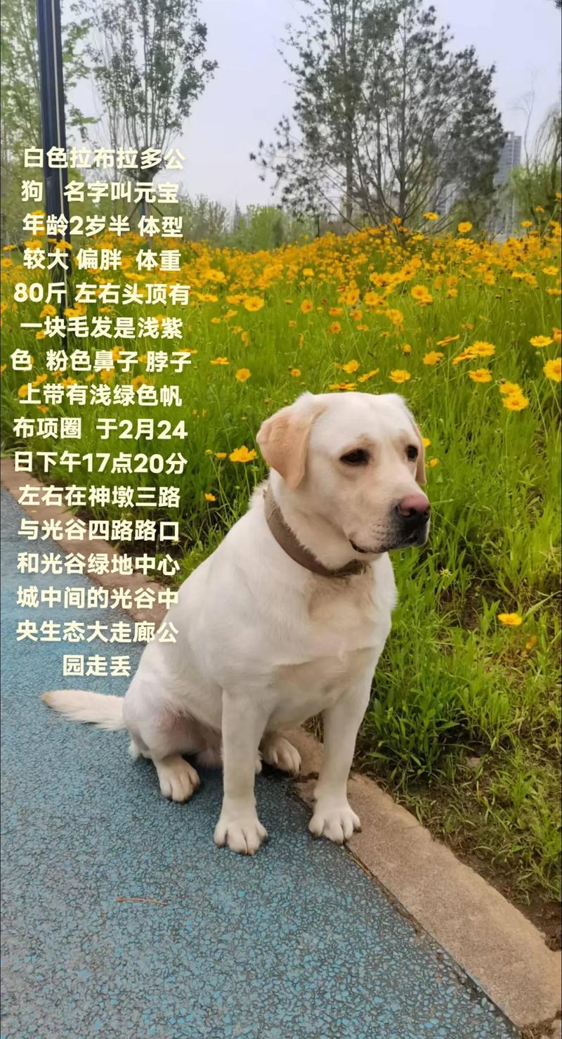 100个好听到爆的狗狗名字